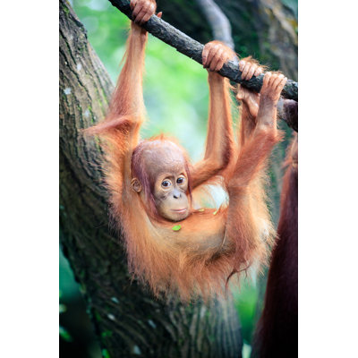 Orangutan Baby by Fredfroese - Wrapped Canvas Print