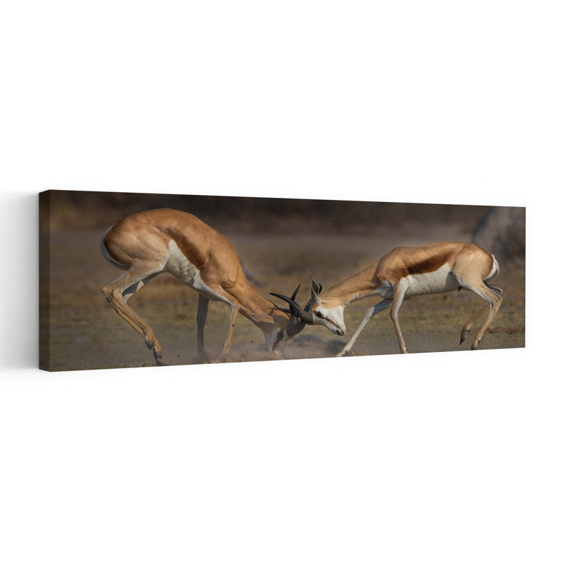 Art mural Springbok Showdown, H 16 po x l 48 po