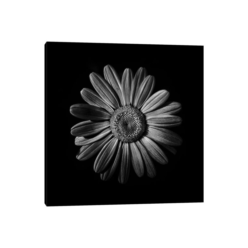 Black and White Daisy II 1 Piece Wrapped Canvas Wall Art, 45.72 cm H x 45.72 cm W x 3.175 cm D