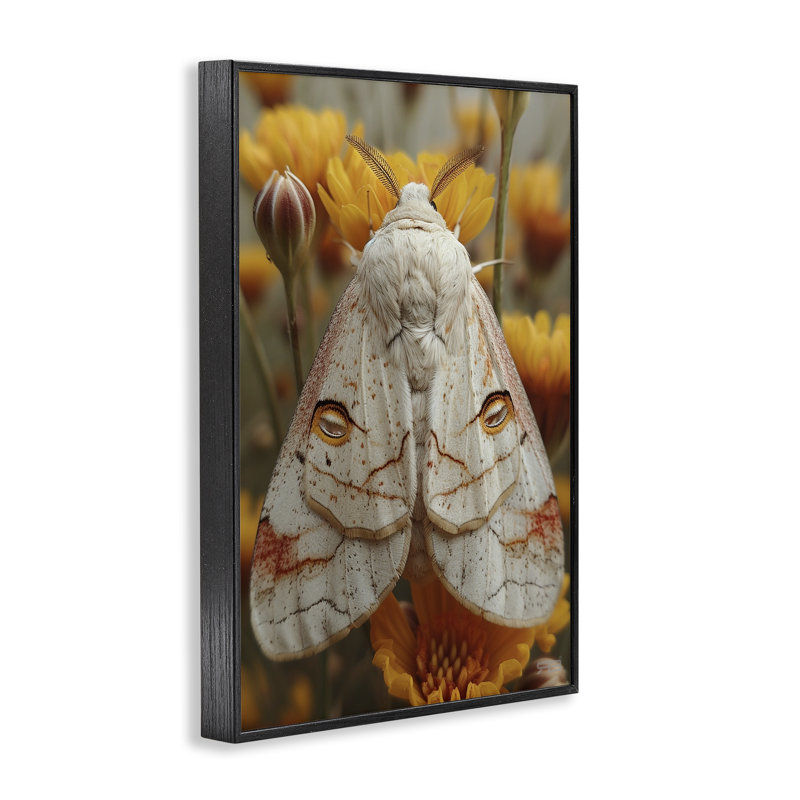 Délicat Luna Moth, estampe numérique par Roozbeh Bahramali, Giclée encadrée noir minuit, H 24 po x l 16 po