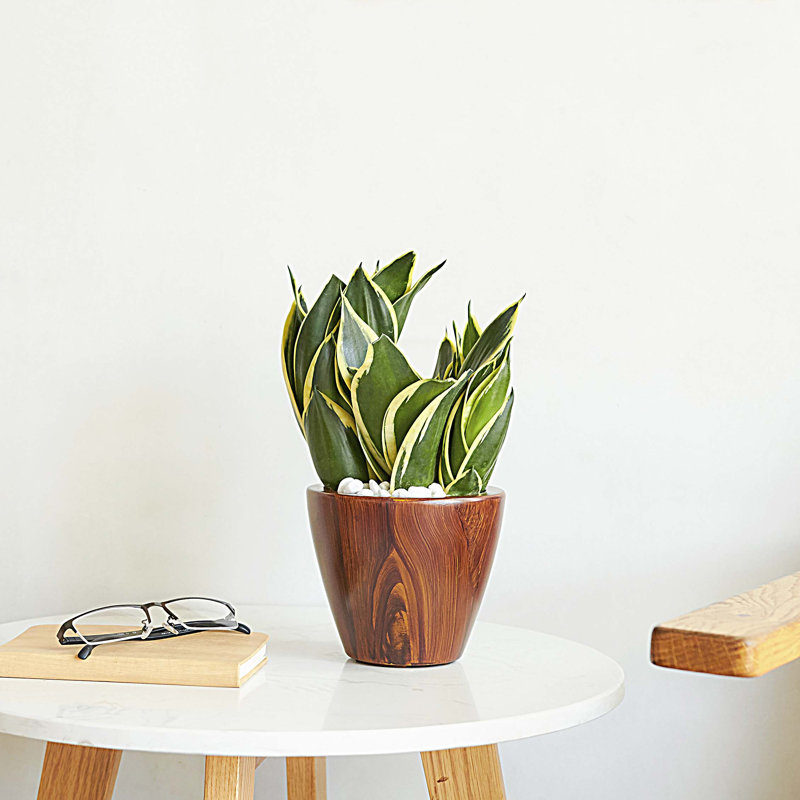 Ensemble de 2 pots à fleurs, Marron clair