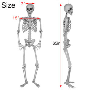 The Holiday Aisle® 5.4ft Hanging Halloween Skeleton Decorations with ...