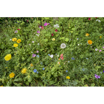 " Meadow On The Roadside "
