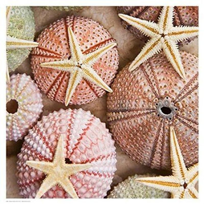 Étoile de mer et oursins par Alex Bramwell - reproduction de photo sur papier
