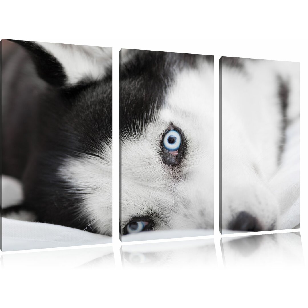 3-tlg. Leinwandbilder-Set „Husky mit Blauen Augen im Bett“, Fotodruck