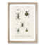 Beetle Illustrations PL.9 by Charles D'Orbigny - Single Picture Frame Print-55544054-55544055
