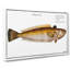 Weever Fish by M.E. Bloch - Wrapped Canvas Painting-55305367