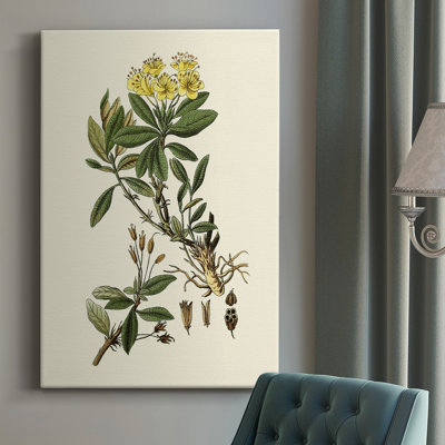 " Olive Greenery IV " Painting Print