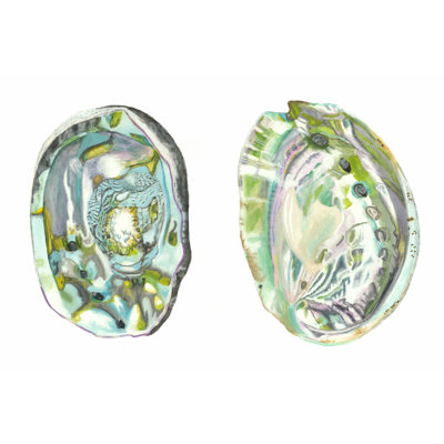 Abalone Shells II by Naomi McCavitt - Wrapped Canvas Print
