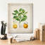 «Citrus Vularis Risso» par Jean Plout, art mural sur toile-1253772554
