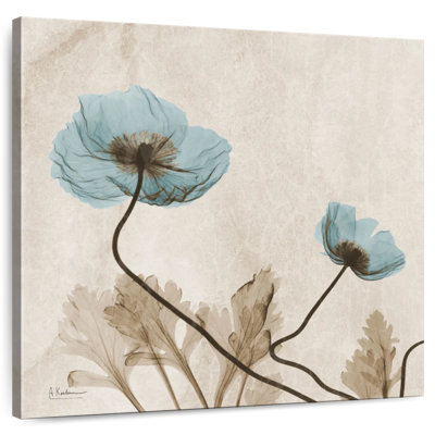 Radiographie du coquelicot bleu Harnek