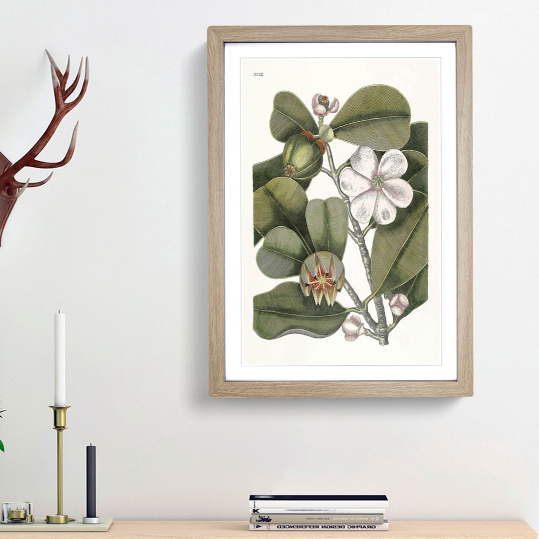 Balsam Tree Flowers by Mark Catesby - Picture Frame Painting Print