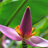 Banana Blossoms