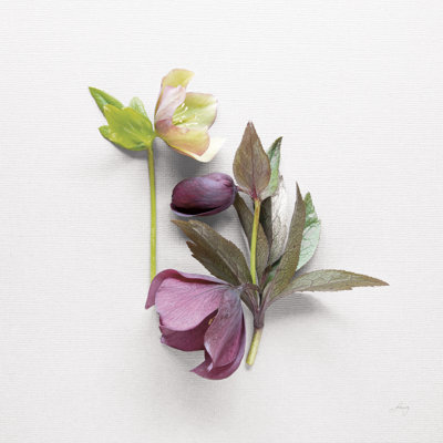 Hellebore Study VII