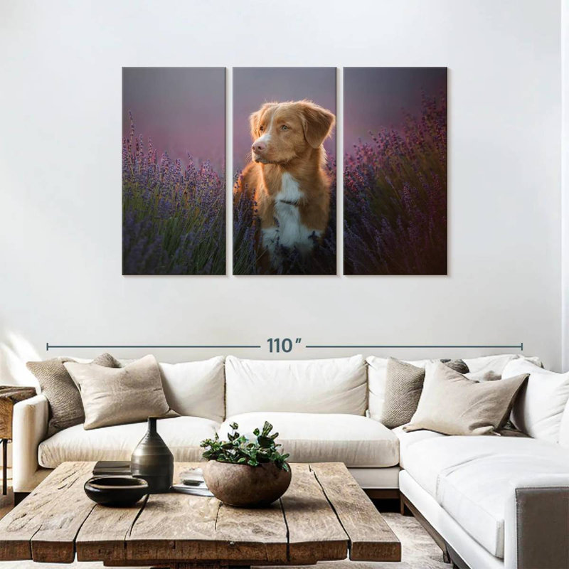 Golden retriever dans un champ de lavande, H 48 po x l 74 po