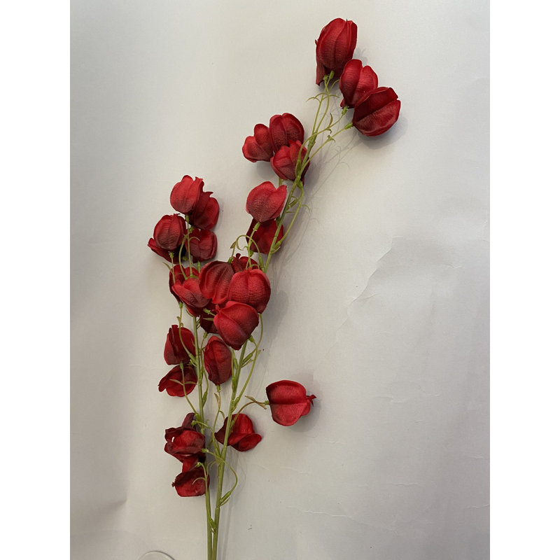 Groseille rouge du Cap