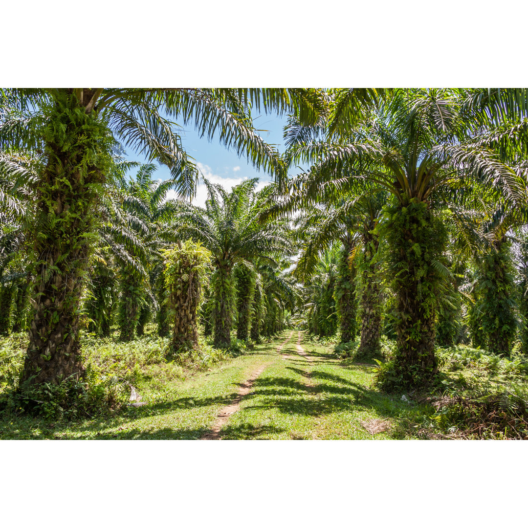 Leinwandbild Oil Palm Plantation von Pierivb