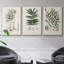 Fougères de la Botanical Society X 3 pièces-91891274-91891278