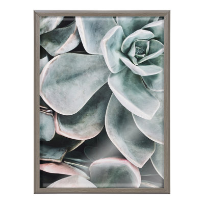 Plantes succulentes botaniques
