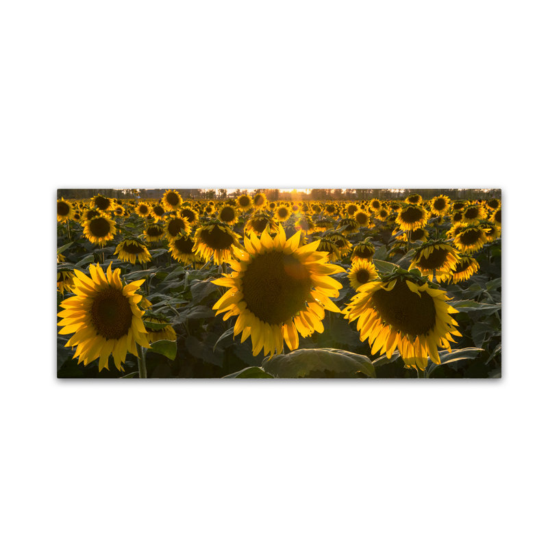 « sun fleur love », reproduction de photo sur toile tendue, H 14 po x l 32 po x P 2 po