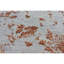 Floral Area Rug-69928229