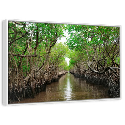 Everglade City Mangroves