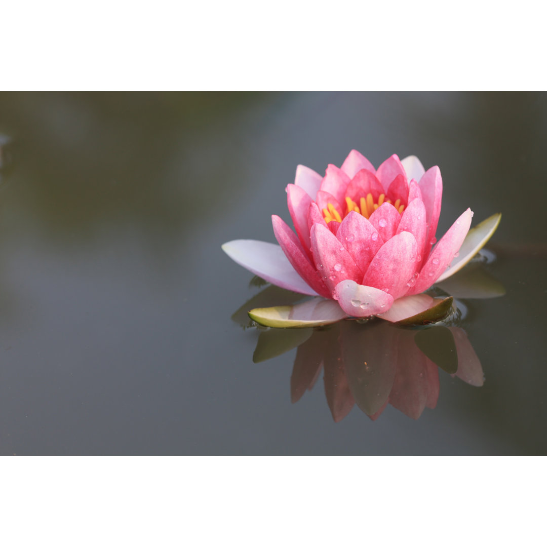 Pink Lotus Reflexion von Tomodaji - Leinwandbild