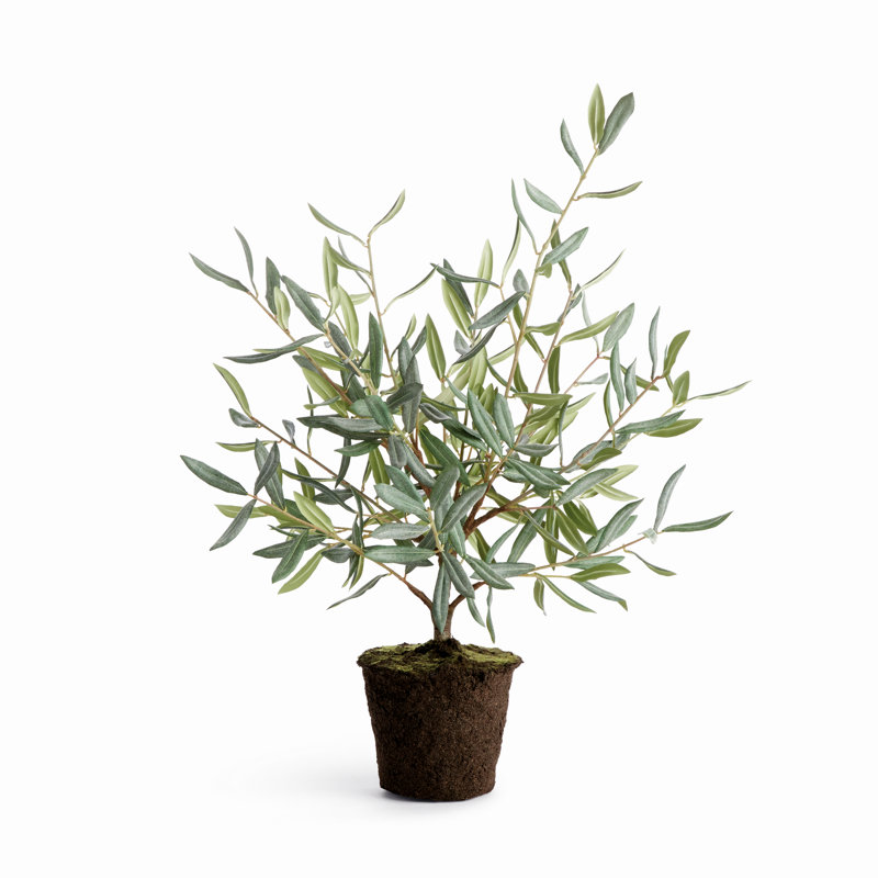 Mini-arbre olivier 26 po, 26"