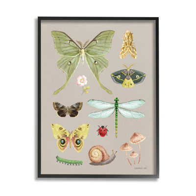 Diverses études sur les insectes par Danhui Nai - reproduction