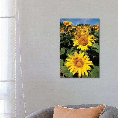 Common Sunflower Field in Bloom, Hokkaido, Japan 1 Piece Wrapped Canvas Wall Art