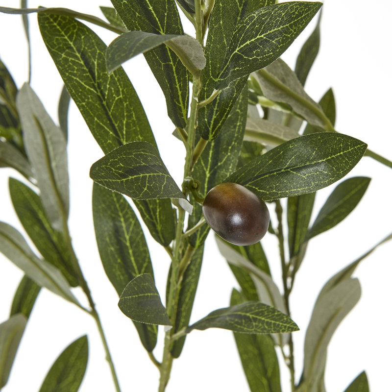 Andaiye 180cm Plant in Pot