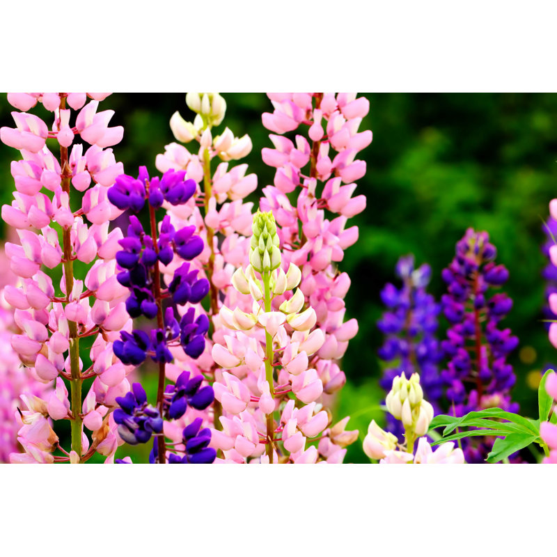 Fleurs de lupin - Photographie sur toile tendue, H 32 po x l 48 po