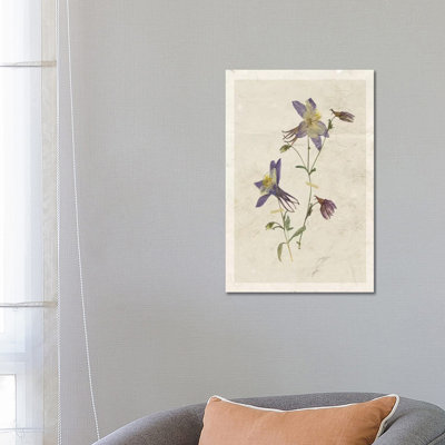 Pressed Columbine II by Carol Robinson - Wrapped Canvas Painting
