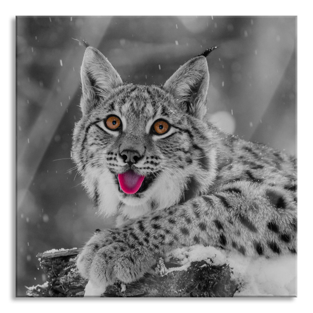 Glasbild Luchs auf einem Baumstumpf