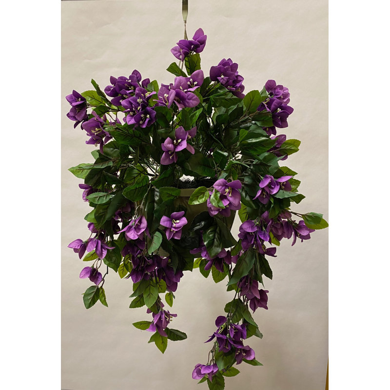 Panier suspendu en pot Bouginvillia