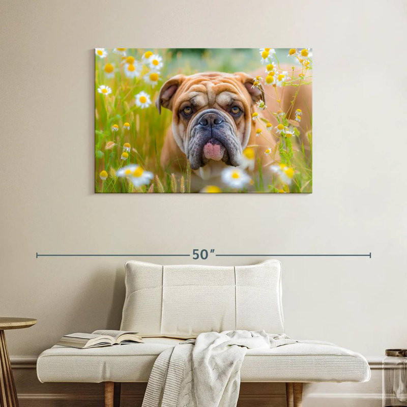 Bouledogue anglais Brampt jouant, H 26 po x l 39 po