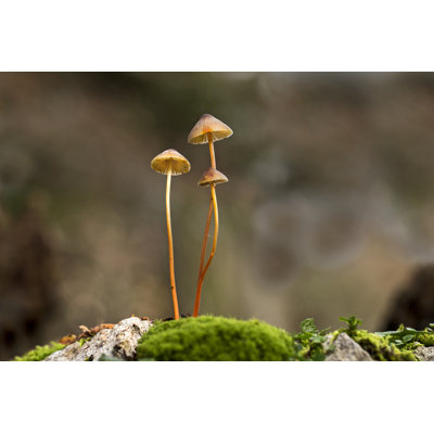 Small Mushrooms In Forest by Simon002 - Wrapped Canvas Print