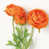 Orange n'est pas disponible