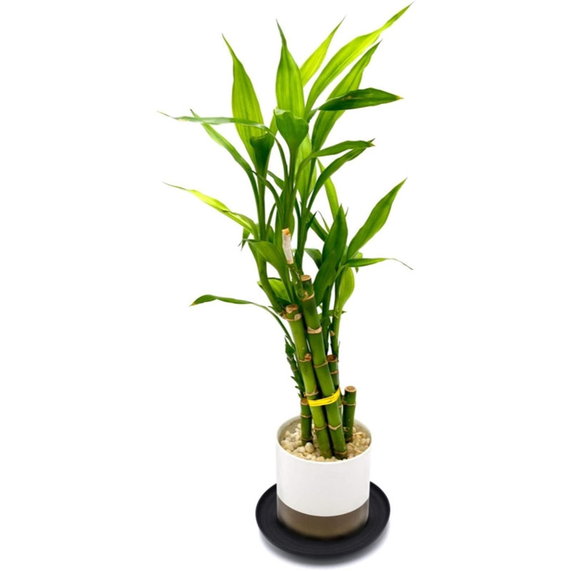 Turner Plant Stand, Black, 1" H x 12" W x 12' D