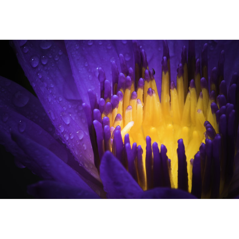 Water Lily Use Night Color by XH4D - Print, 81cm H x 122cm W x 3.8cm D