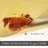 Everly Quinn 17.5" Vinyl Placemat-1579128793