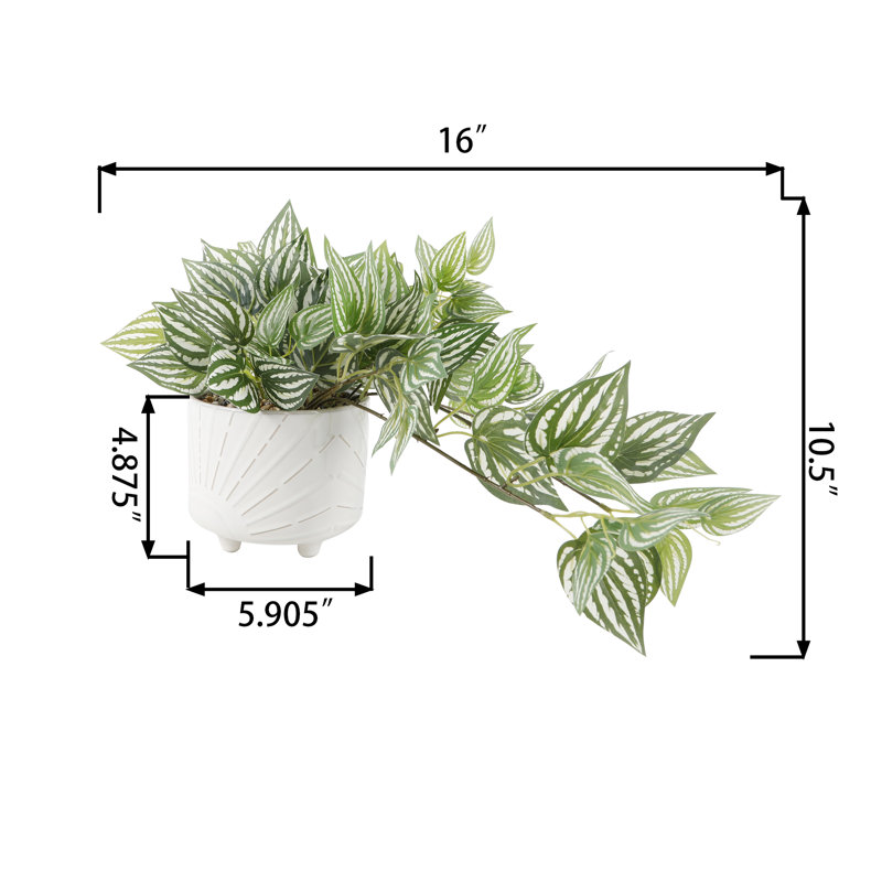 Plante lierre en pot 10,75 po Kiser