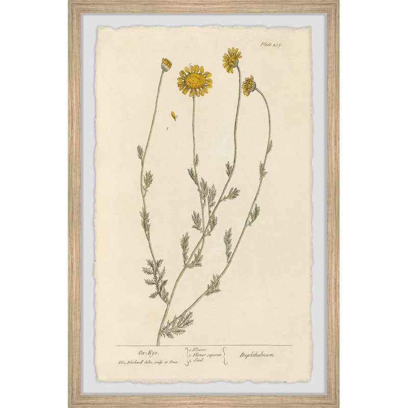 «Ox Eye Daisy», reproduction encadrée, H 18 po x l 12 po