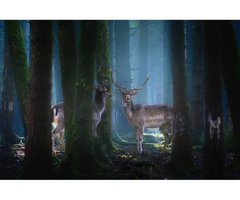 Wrapped Canvas Print, 60.96 cm H x 91.44 cm W
