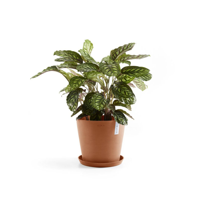 Jardinières en pot, Terre cuite, H 10 po x l 10 po x P 9,65 po