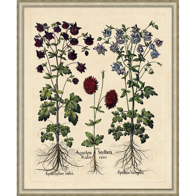 Besslers Agaileia Print