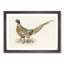 Ring-Necked Pheasant by Von Wright - Picture Frame Painting Print-55598737-55598738