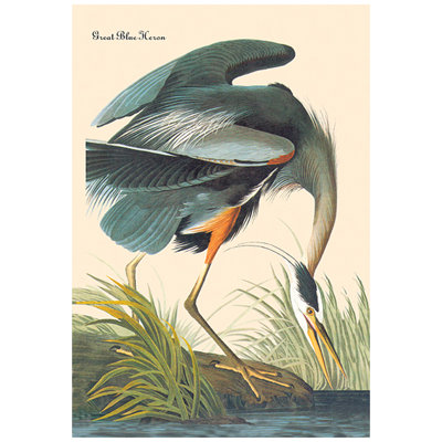 James Audubon - Wrapped Canvas Graphic Art