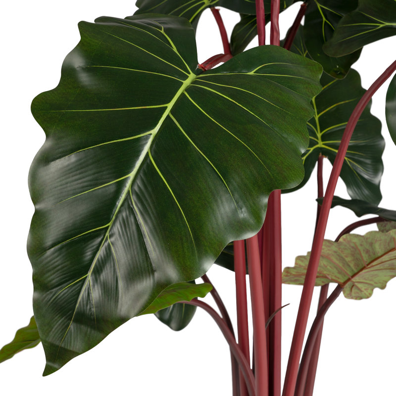 160cm Plant