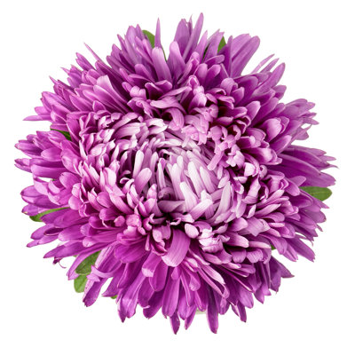 Violet Aster Isolated - Wrapped Canvas Print